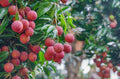 Seeds Red Litchi, Litchi Plant