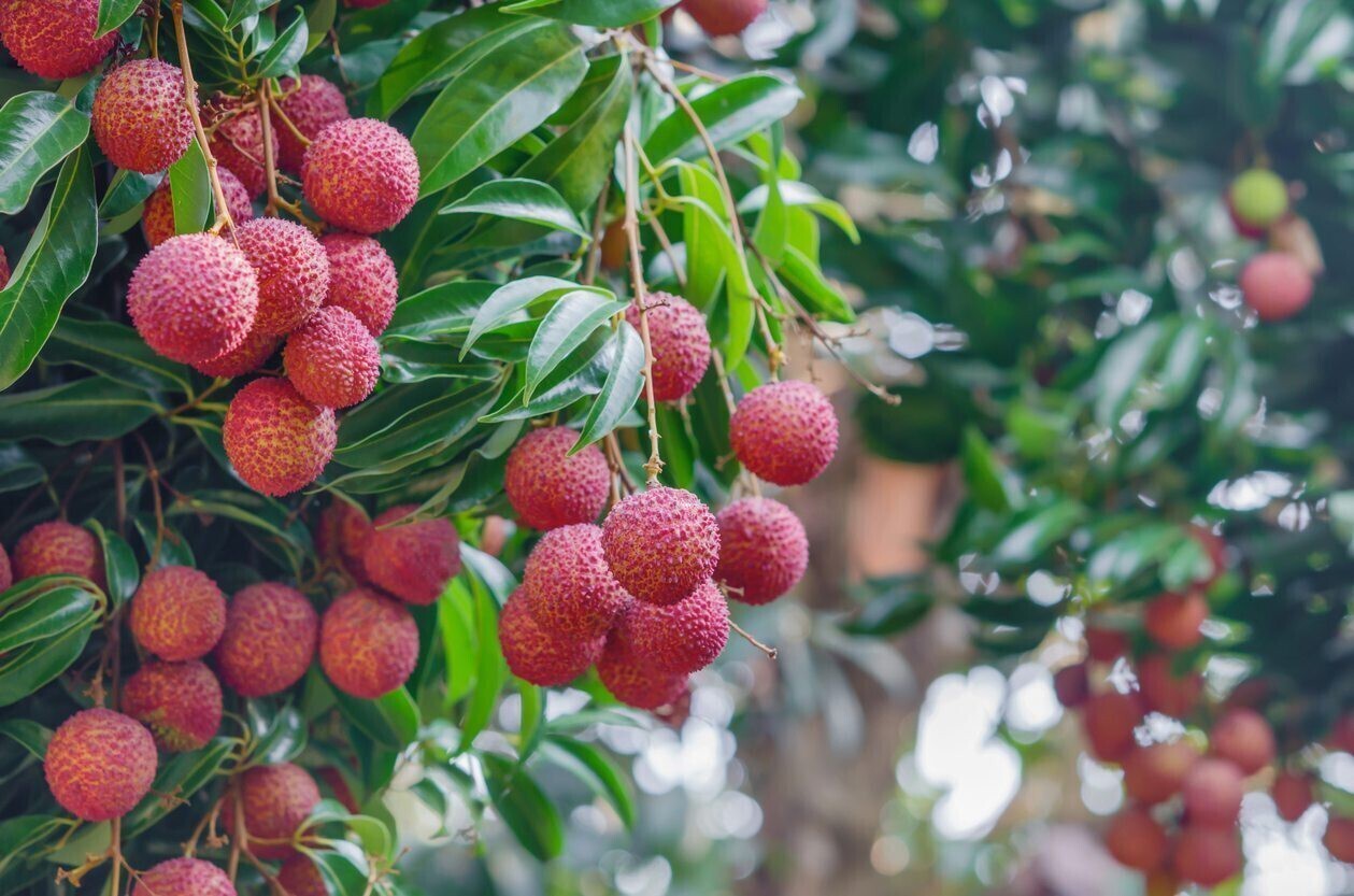 Seeds Red Litchi, Litchi Plant