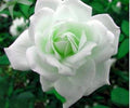 Seeds Rose Plant