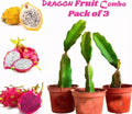 Seeds Pack 3 Dragon
