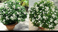 Seeds Chandni Flower Plant