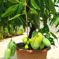 Seeds Live Bonsai All Season Mango Plant