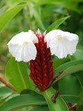 Seeds Live Insulin Plant for Diabetes Treatments