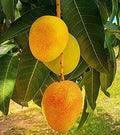 Seeds G.I Tagged Himsagar Mango Plant