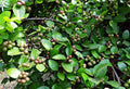 Seeds Karonda Plant