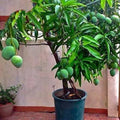 Seeds Mango Plant