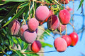 Seeds Gardens Rare Dwarf Malasian Red Mango Tree Grafted 1 Healthy Live Plants