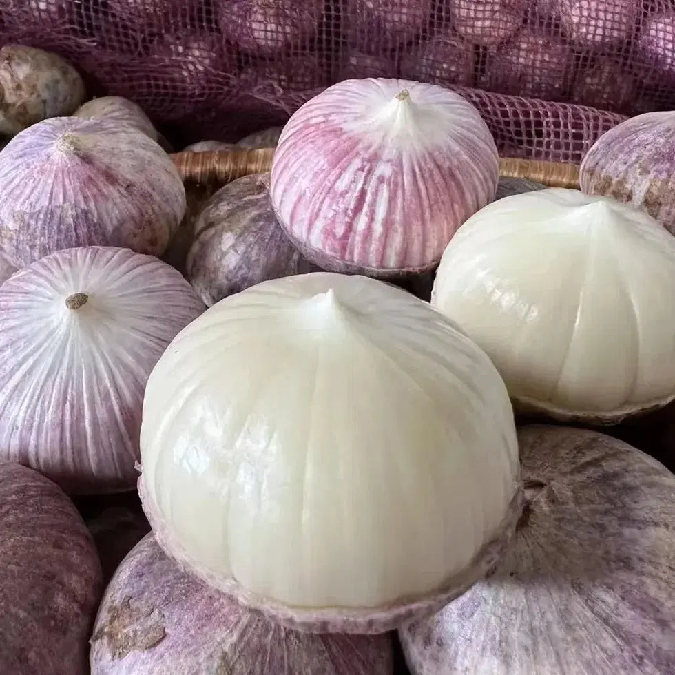 Garlic seeds ( Pack of 20) + Free Plant Growth Serum