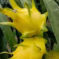 Multi-colored Dragon Fruit Seeds