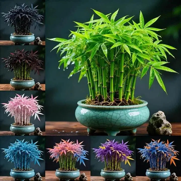 Multi Colour Lucky Bamboo Seeds + Plant Growth Serum 50 ML Free