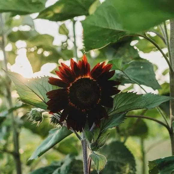Chocolate Sunflower Seeds