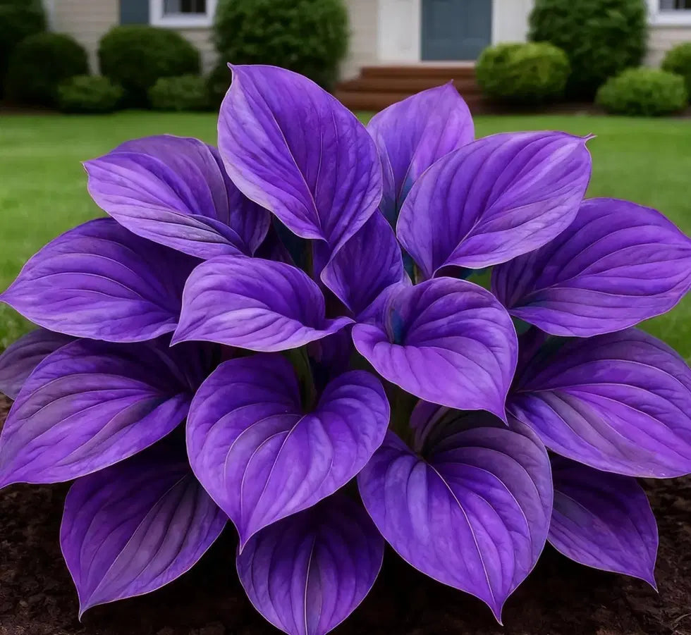 Blue Flame Hostas and Free Organic Pot Mix 100 Grams