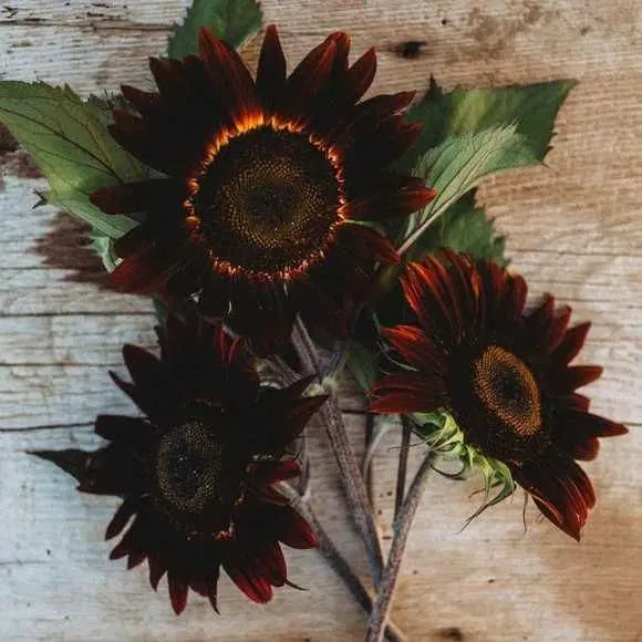 Chocolate Sunflower Seeds